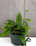 Hoya Jennifer - Plant Proper - 6" Pot