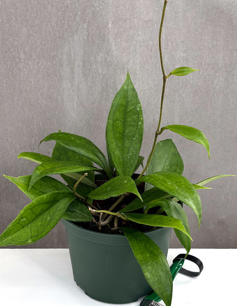 Hoya Jennifer - Plant Proper - 4" Pot