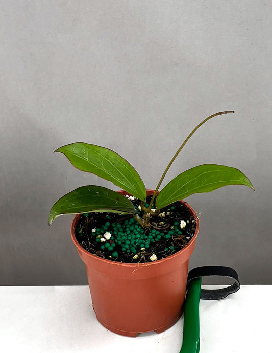 Jennifer x Erythrina- Plant Proper - 3" Pot