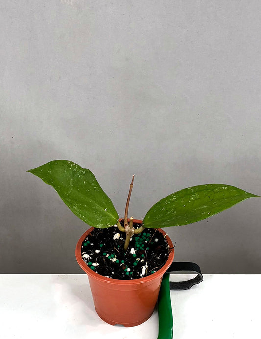 Jennifer x Unknown - Plant Proper - 3" Pot
