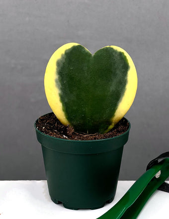 Hoya Kerrii Leaf Variegated - Plant Proper - 2" Pot