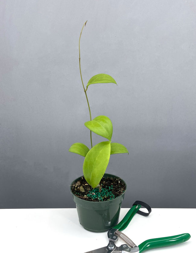 Plant Proper - Hoya Kicki - 4" Pot