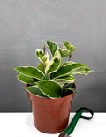 Hoya Krimson Queen - Hoya Tricolor Variegata - House Plant - Plant Proper - 4" Pot