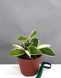 Hoya Krimson Queen - House Plant - Plant Proper - 4" Pot