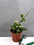 Hoya Krimson Queen - House Plant - Plant Proper - 4" Pot