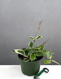 Hoya Krimson Queen - House Plant - Plant Proper - 6" Pot
