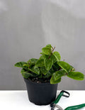 Hoya Krinkle 8 - Plant Proper - 6" Pot