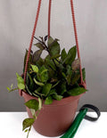 Hoya Krohniana Black - Plant Proper - 4" Hanging Basket