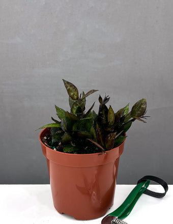 Hoya Krohniana Black - Plant Proper - 4" Pot