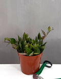 Hoya Krohniana Black - Plant Proper - 4" Pot