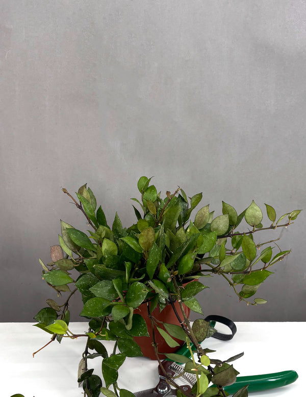 Hoya Krohniana Black - Plant Proper - 4" Pot