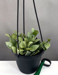 Hoya Krohniana Silver - Plant Proper - 4" Hanging Basket