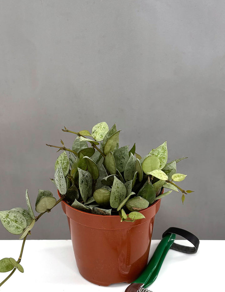small silver plant pot Hoya Krohniana Silver | Wax Plant | 4" Pot