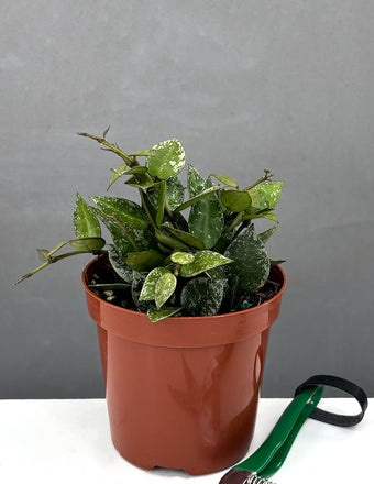 Hoya Krohniana Splash - Plant Proper - 4" Pot