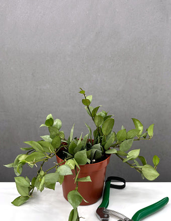 Hoya Krohniana Super Silver - Plant Proper - 4" Pot