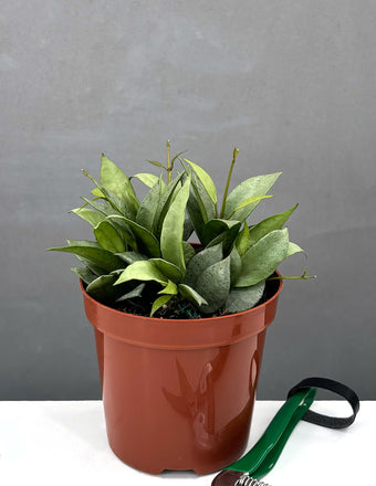 Hoya Lacunosa Mint - Plant Proper - 4" Pot