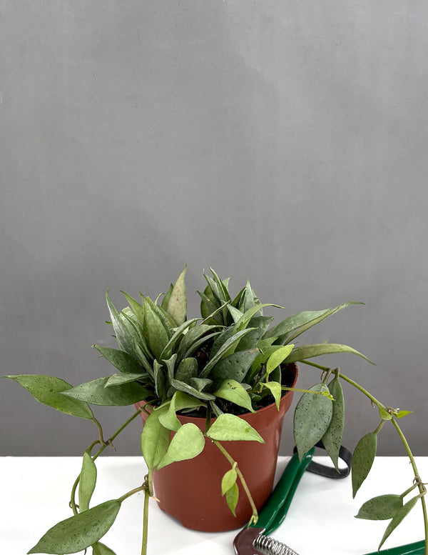 Hoya Lacunosa Mint - Plant Proper - 4" Pot