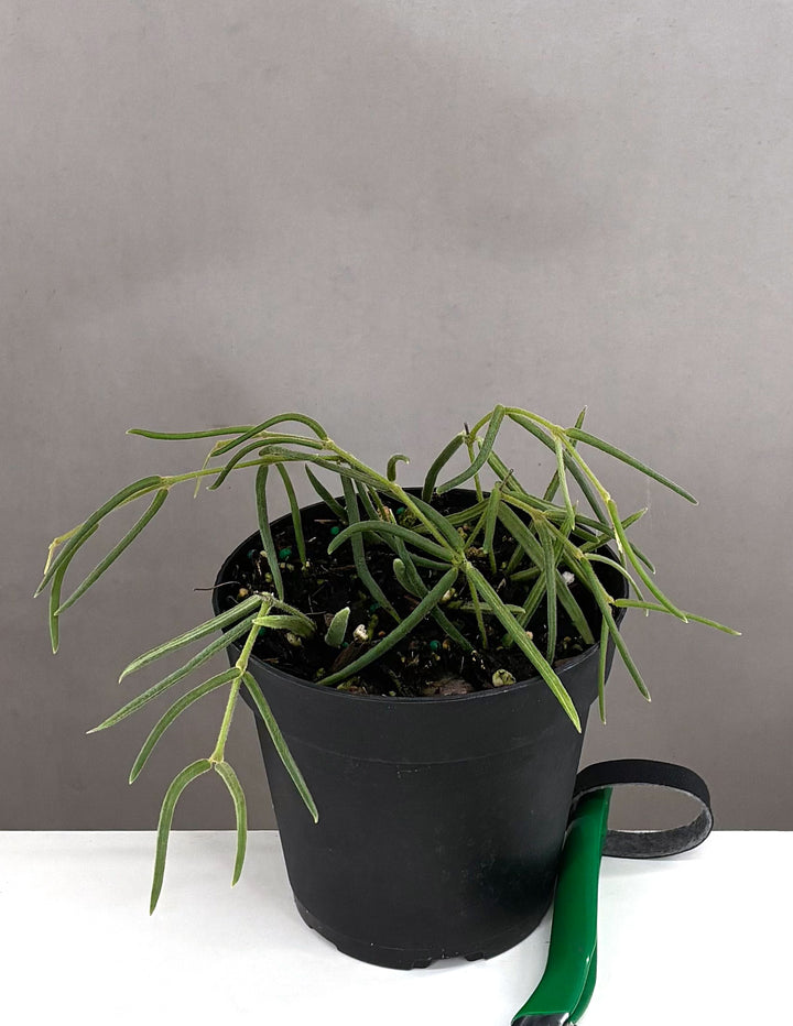 is hoya plant a succulent Hoya Linearis | Wax Plant