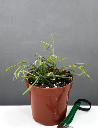 4" Hoya Linearis - Houseplant - Plant Proper