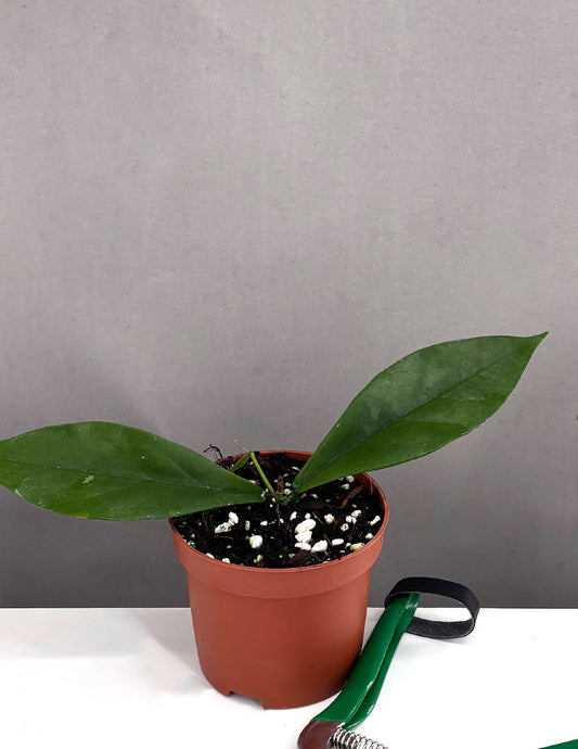 Hoya Lobbii Black - Plant Proper - 3.5" Pot
