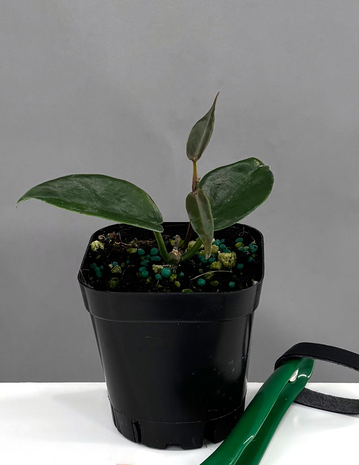 410 ホヤ　マクギリブライ　Hoya macgillivrayi Hoya macgillivrayi ホヤ マクギリブライ ホヤ植物 ホヤの花