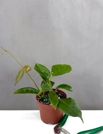 Hoya Macgillivrayi - Plant Proper - 2" Pot