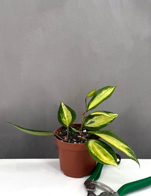 Hoya Macrophylla Pot of Gold - Plant Proper - 3" Pot