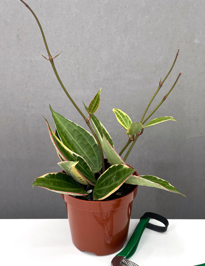 Hoya Macrophylla | Houseplants