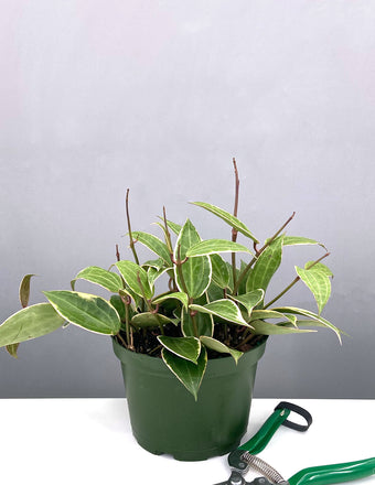 Hoya Macrophylla - Plant Proper - 4" Pot