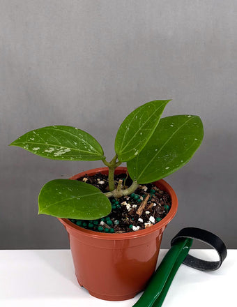 Plant Proper - Hoya Mahaxy Laos - 3" Pot