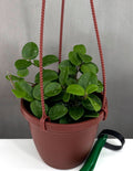 Hoya Mathilde - Plant Proper - 4" Hanging Pot