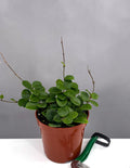 Hoya Mathilde - Plant Proper - 4" Pot