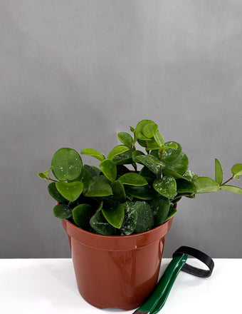 Hoya Mathilde - Plant Proper - 4" Pot