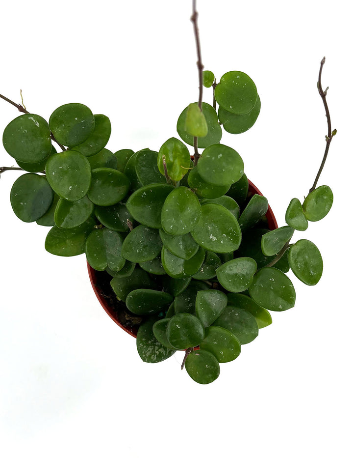 Hoya Mathilde | Houseplants | Always Affordable at Plant Proper
