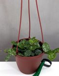 Hoya Mathilde Splash - Plant Proper - 4" Hanging Pot