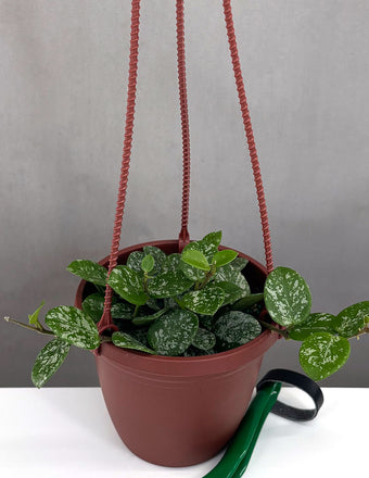 Hoya Mathilde Splash - Plant Proper - 4" Pot
