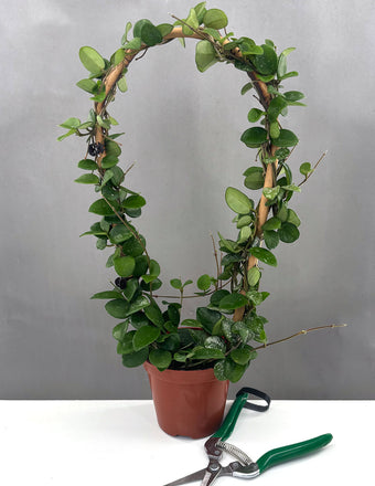 Hoya Mathilde w/ Splash - Plant Proper - 4" Pot