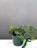 Hoya Mathilde Splash - Plant Proper - 4" Pot