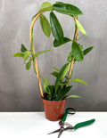 Hoya Meliflua - Plant Proper - 4" Pot