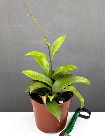 Hoya Merrillii Long Leaf - Plant Proper - 4" Pot