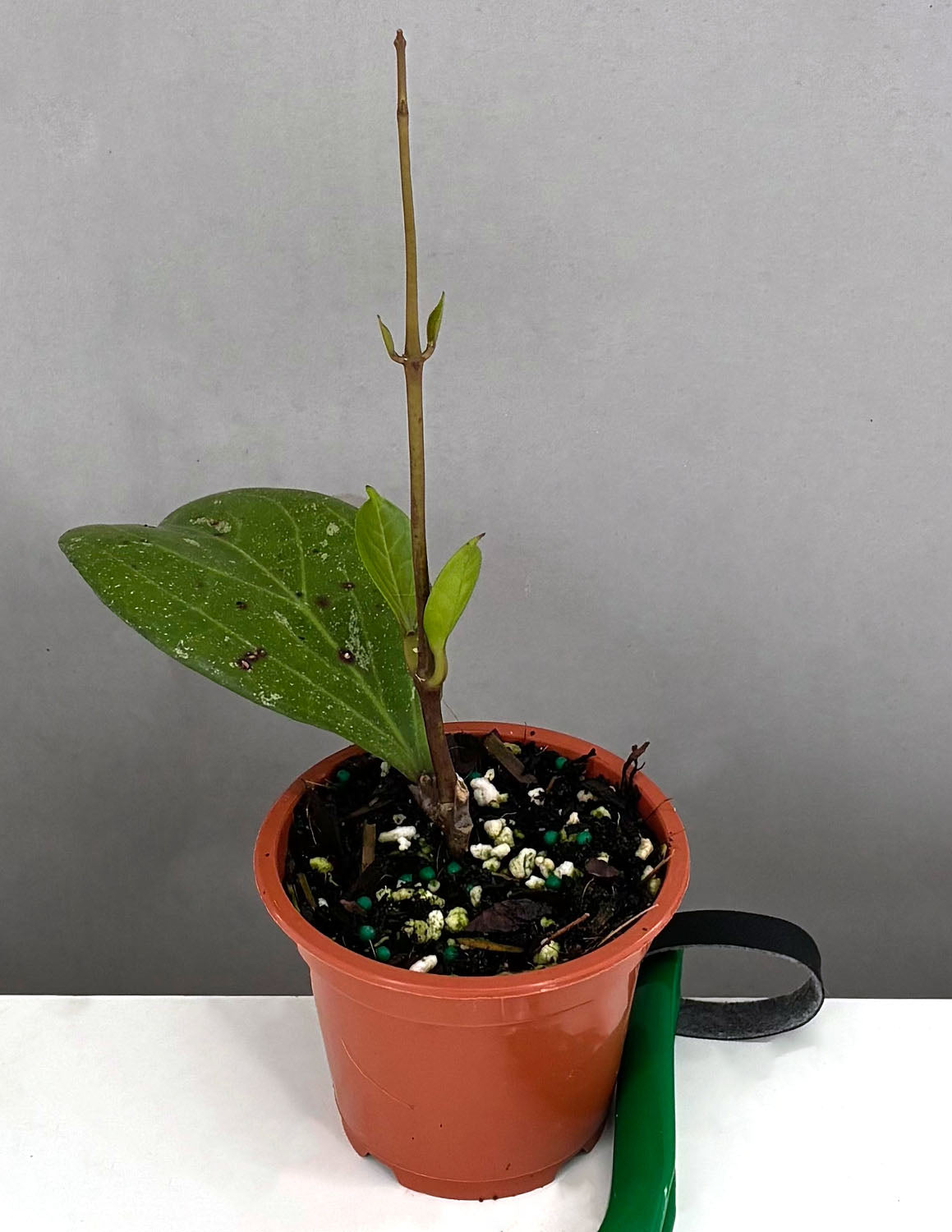 Plant Proper Hoya Michele - Thumbnail 2
