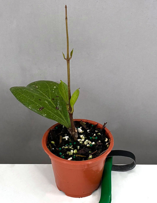 Hoya Michele - Plant Proper - 3" Pot