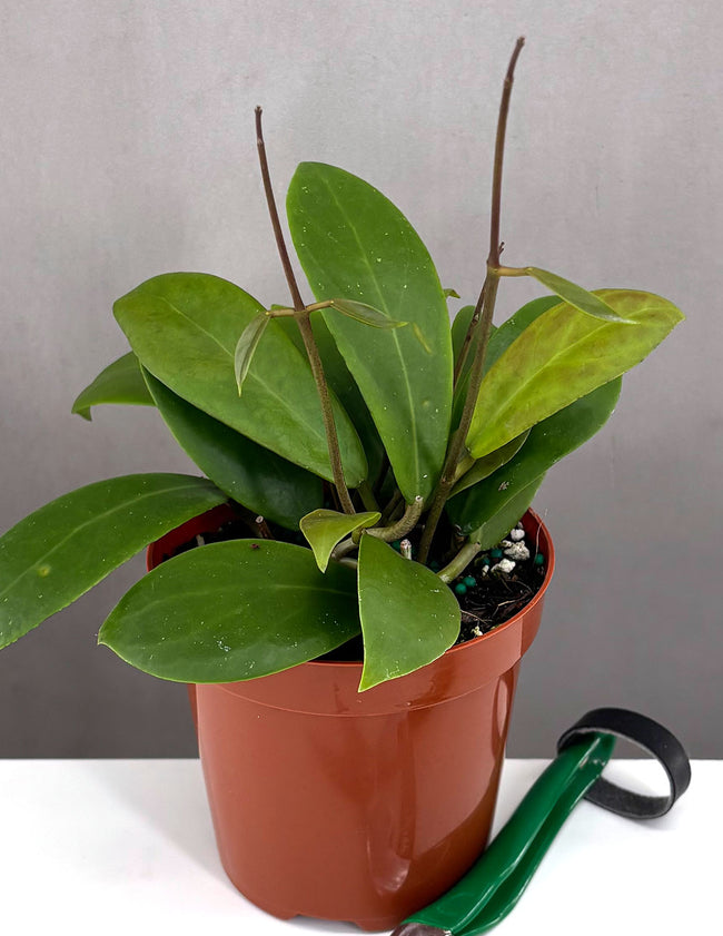 Hoya Mindorensis Red - Plant Proper - 4" Pot