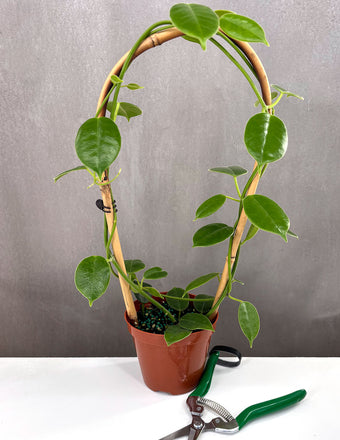 Hoya cv Monette - Plant Proper - 4" Pot