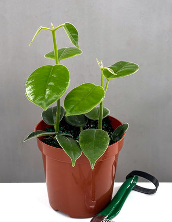 Hoya cv Monette - Plant Proper - 4" Pot