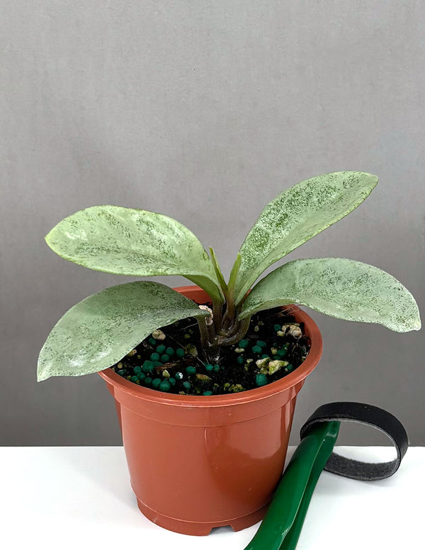 Hoya Nova Ghost - Plant Proper - 3" Pot