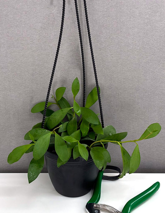 Hoya Nummularioides - Plant Proper - 4" Hanging Basket