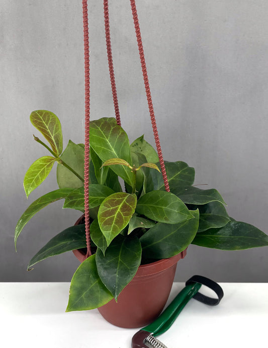 Hoya Obscura - Plant Proper - 4" Hanging Basket