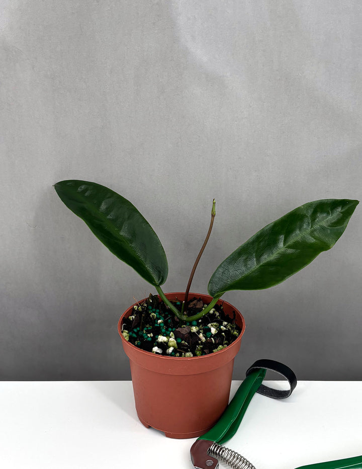 hoya philodendron Hoya Onychoides
