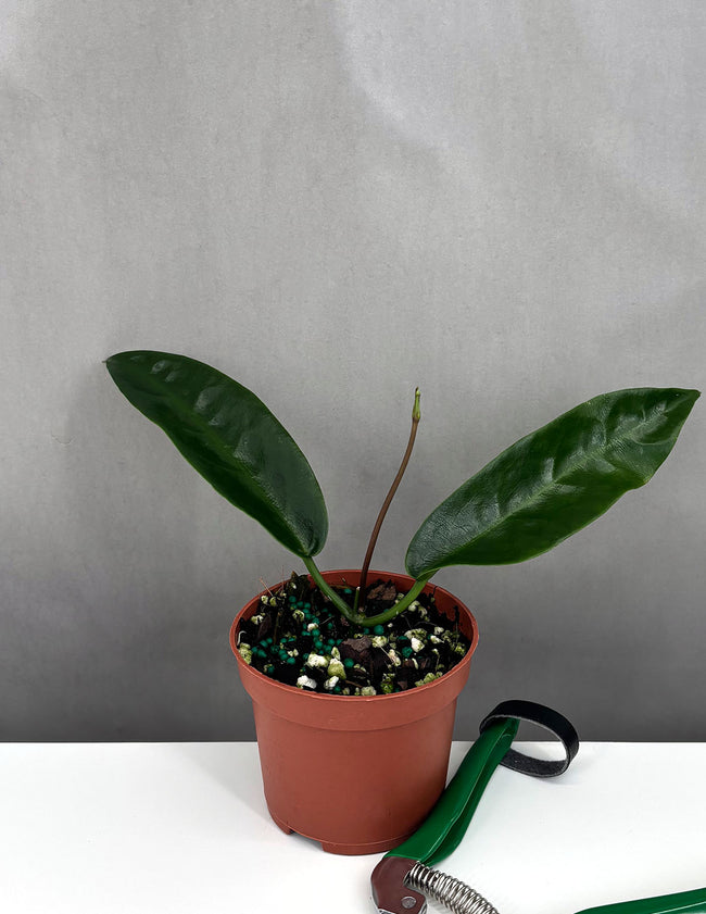 Hoya Onychoides - Plant Proper - 3" Pot